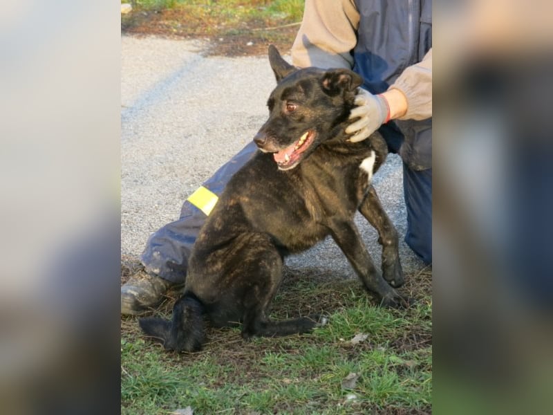 Kira , 9 Jahre alt, ist schon viel zu lange im Tierheim !
