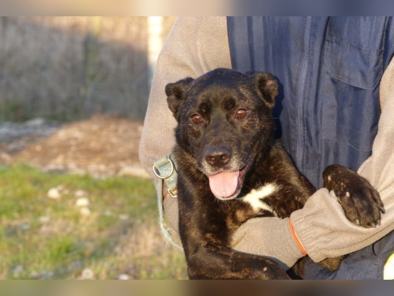 Kira , 9 Jahre alt, ist schon viel zu lange im Tierheim !
