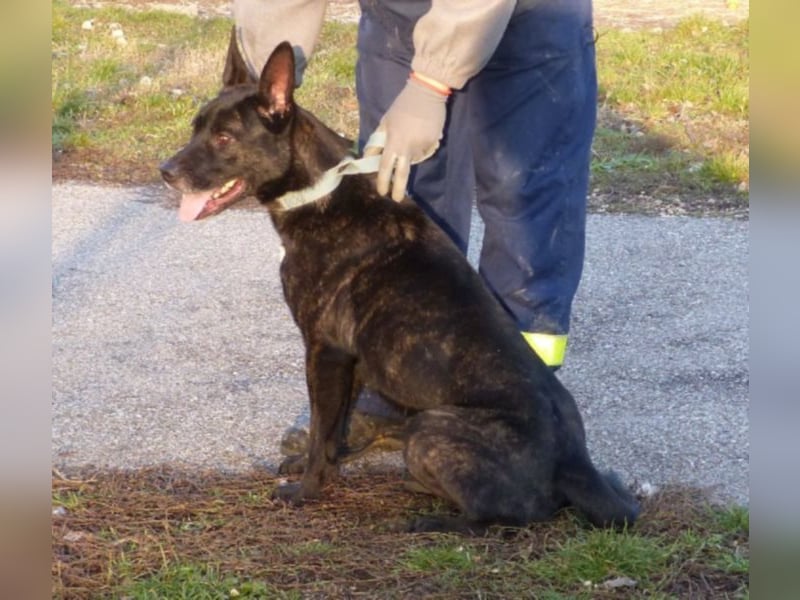 Kira , 9 Jahre alt, ist schon viel zu lange im Tierheim !
