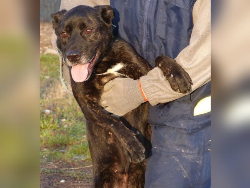 Kira , 9 Jahre alt, ist schon viel zu lange im Tierheim !