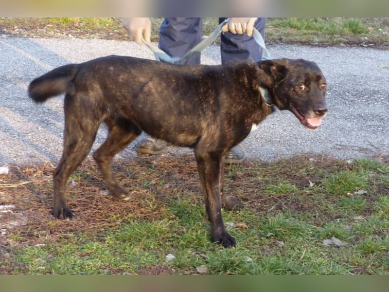 Kira , 9 Jahre alt, ist schon viel zu lange im Tierheim !