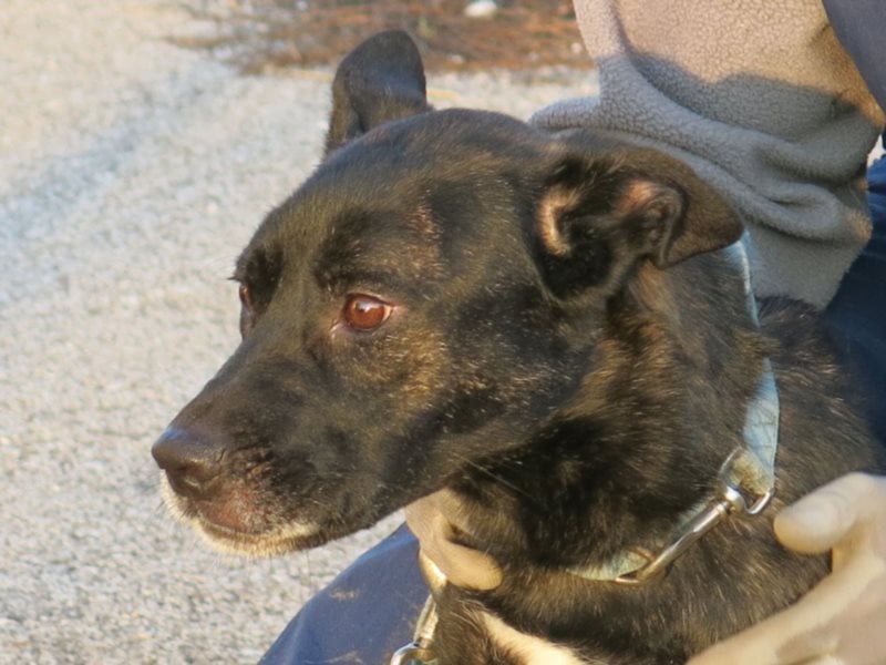Kira , 9 Jahre alt, ist schon viel zu lange im Tierheim !