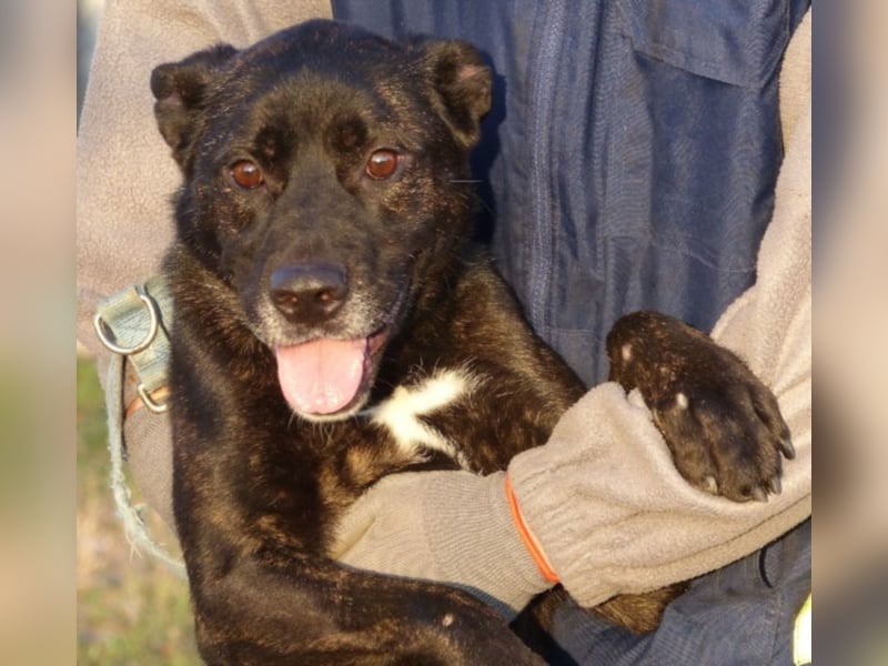 Kira , 9 Jahre alt, ist schon viel zu lange im Tierheim !