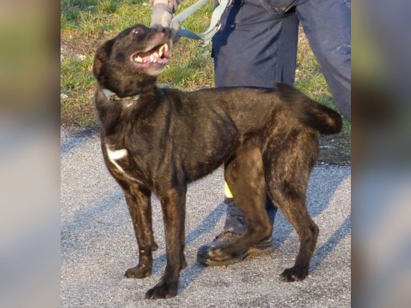 Kira , 9 Jahre alt, ist schon viel zu lange im Tierheim !