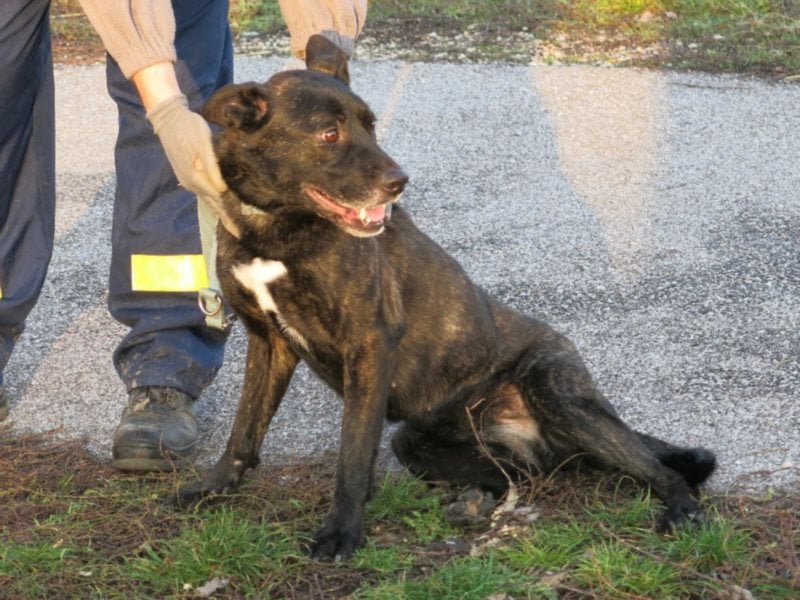 Kira , 9 Jahre alt, ist schon viel zu lange im Tierheim !