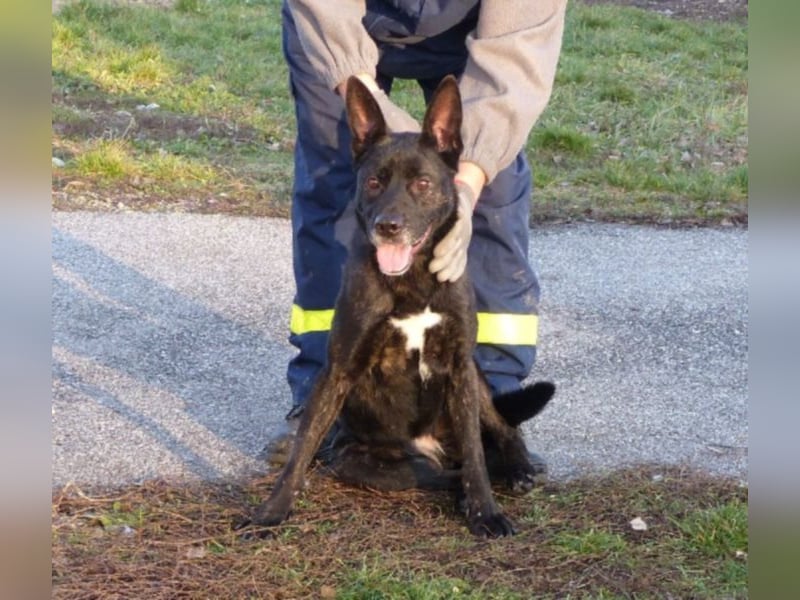 Kira , 9 Jahre alt, ist schon viel zu lange im Tierheim !