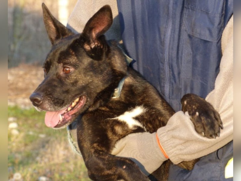 Kira , 9 Jahre alt, ist schon viel zu lange im Tierheim !