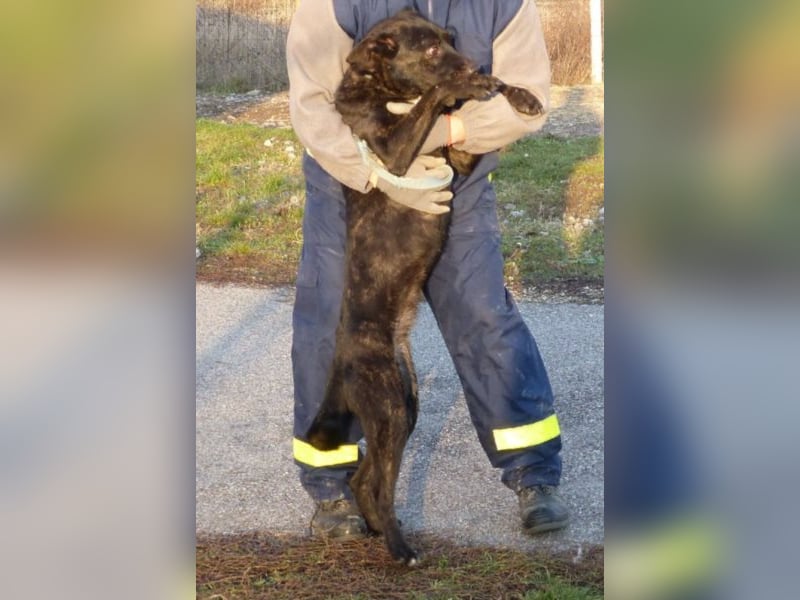 Kira , 9 Jahre alt, ist schon viel zu lange im Tierheim !