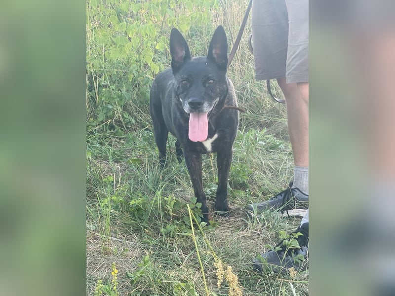 Kira , 9 Jahre alt, ist schon viel zu lange im Tierheim !