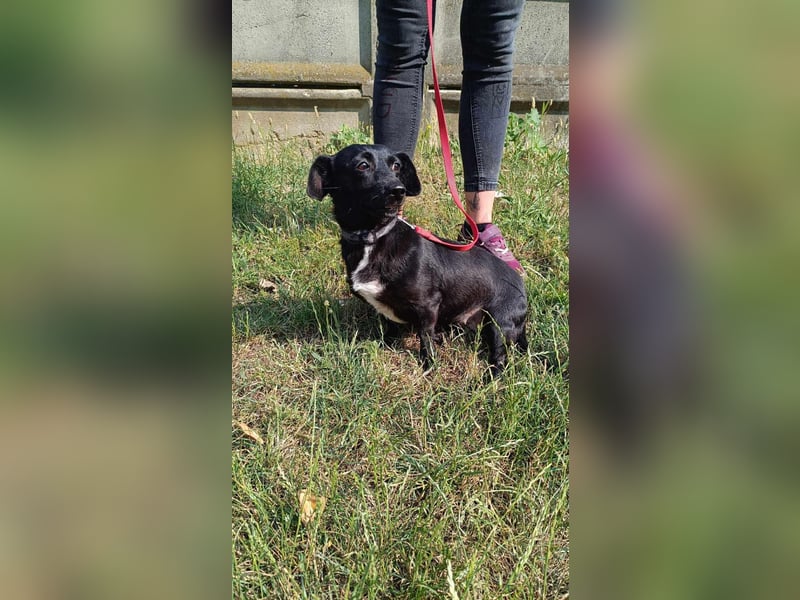 Die liebe Csipesz ist ab August auf einer Ps in 44532 Lünen !