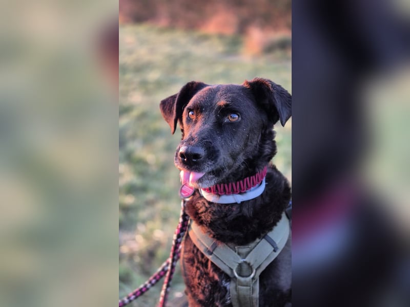 Unsere fröhliche Lexi sucht engagierte Menschen