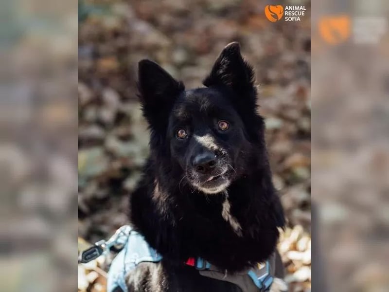 Unsere schwarze Schönheit Ognyana