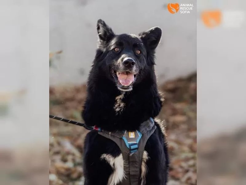 Unsere schwarze Schönheit Ognyana