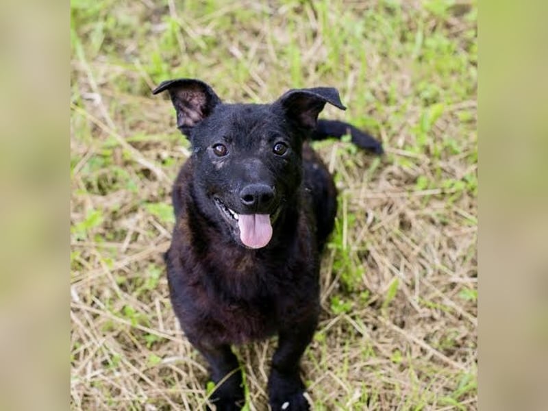 Sally – kleine Frohnatur sucht großes Herz ❤️
