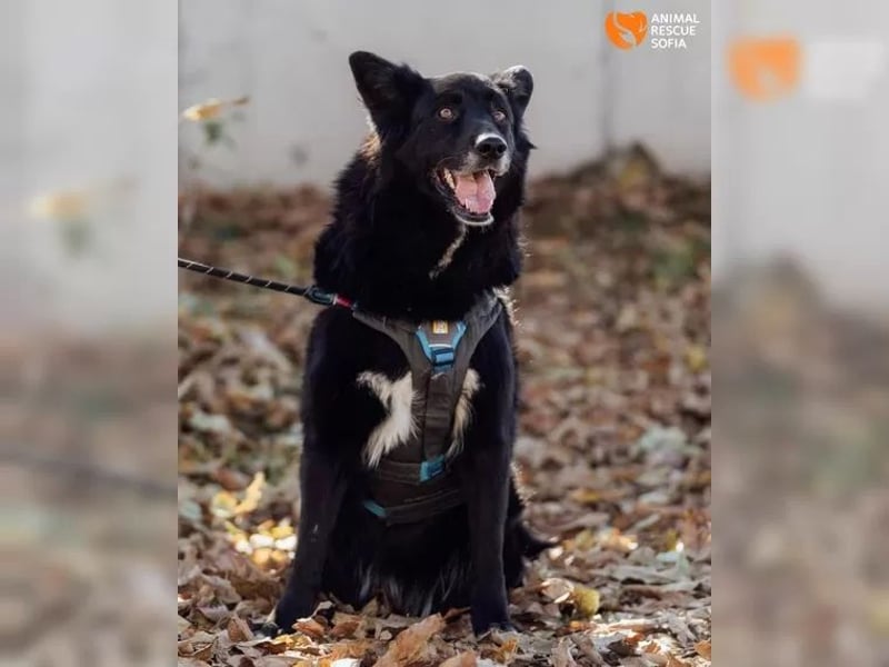 Unsere schwarze Schönheit Ognyana