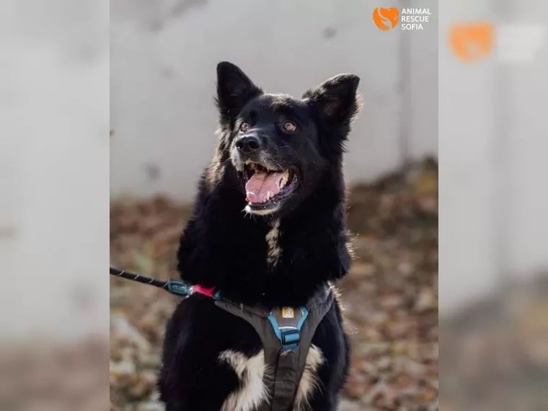 Unsere schwarze Schönheit Ognyana