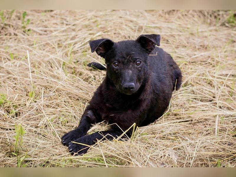Sally – kleine Frohnatur sucht großes Herz ❤️