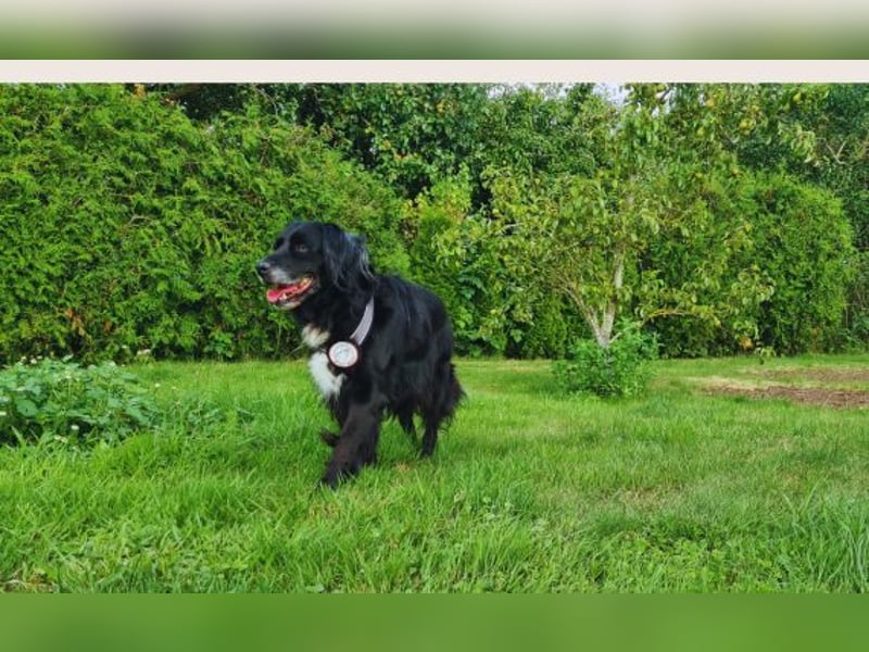 Amy - Ein bezauberndes Hundeherz