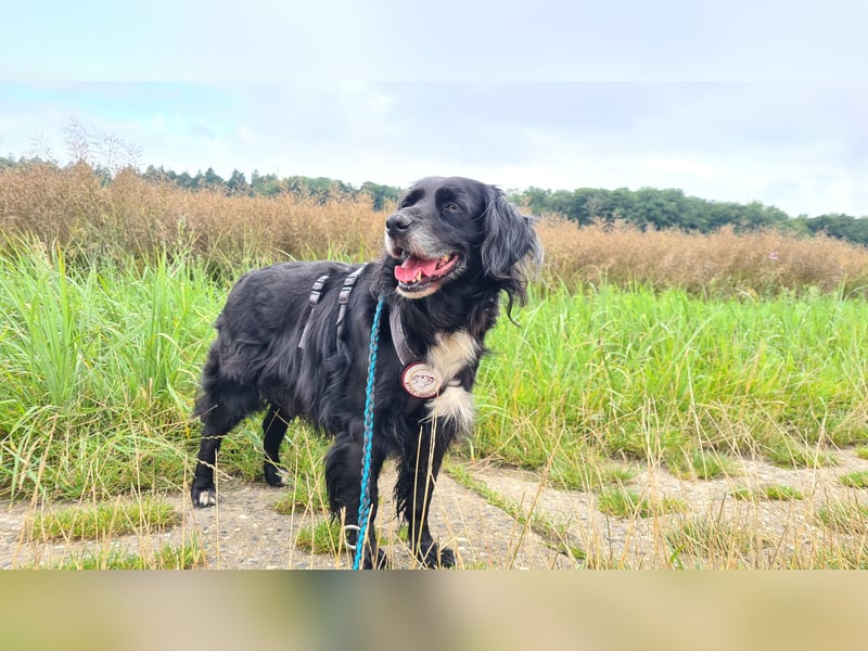 Amy - Ein bezauberndes Hundeherz