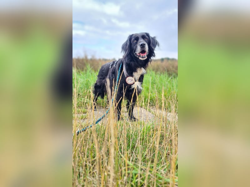 Amy - Ein bezauberndes Hundeherz