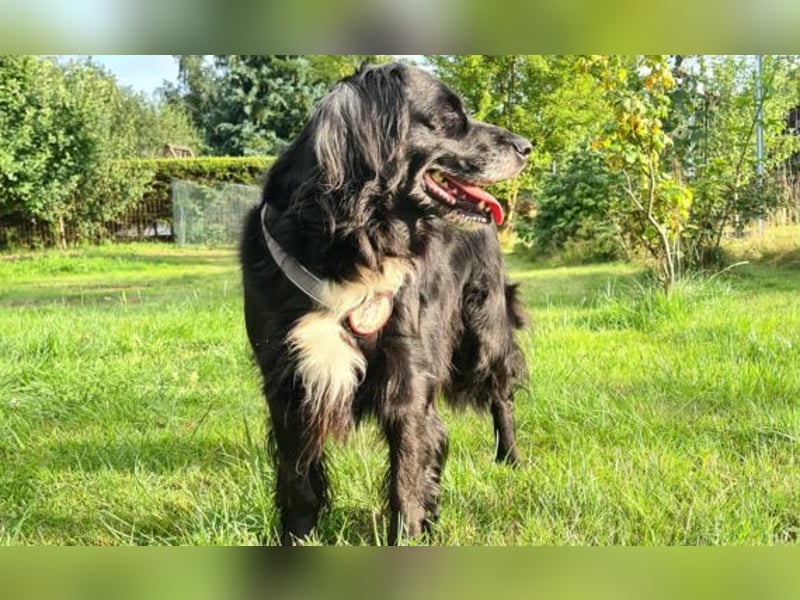 Amy - Ein bezauberndes Hundeherz