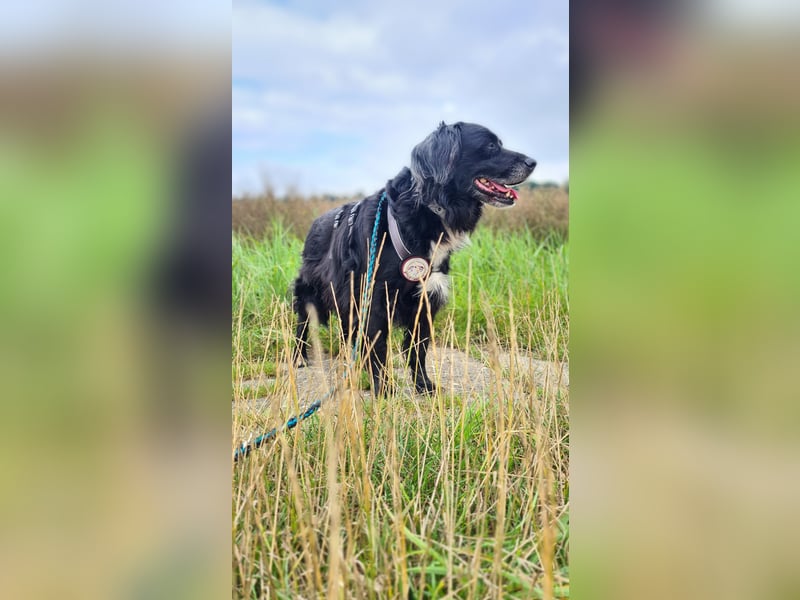 Amy - Ein bezauberndes Hundeherz