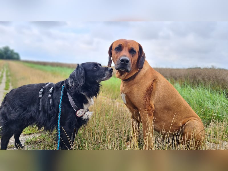 Amy - Ein bezauberndes Hundeherz