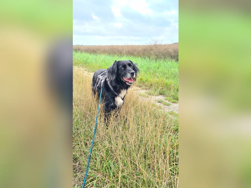 Amy - Ein bezauberndes Hundeherz