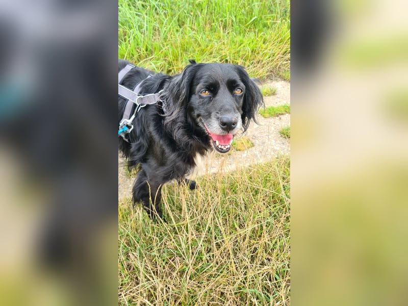 Amy - Ein bezauberndes Hundeherz