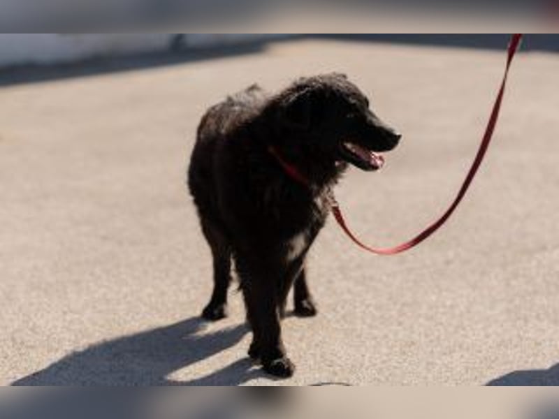 kroatischer Schäferhundmix Frieda