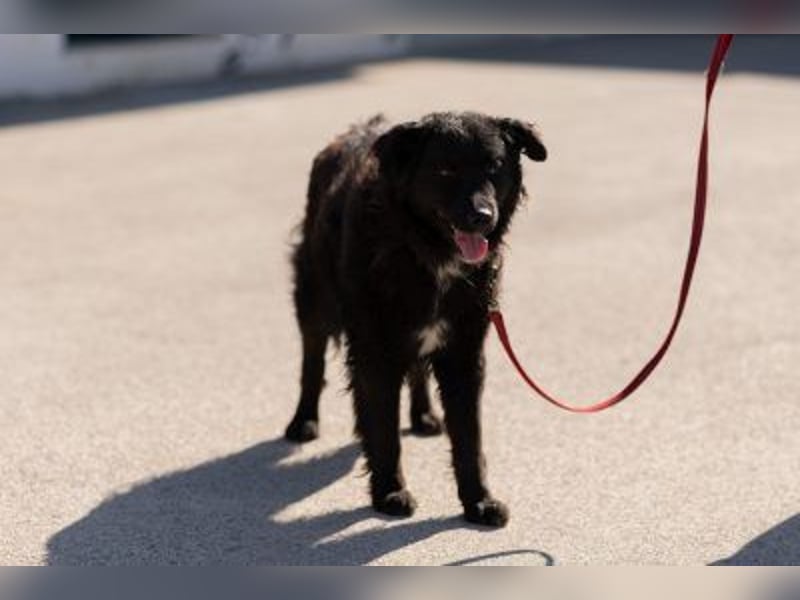 kroatischer Schäferhundmix Frieda
