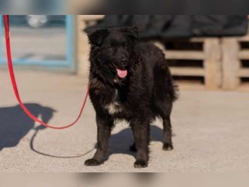 kroatischer Schäferhundmix Frieda