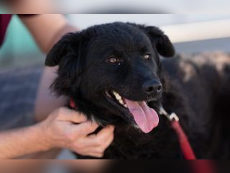 kroatischer Schäferhundmix Frieda