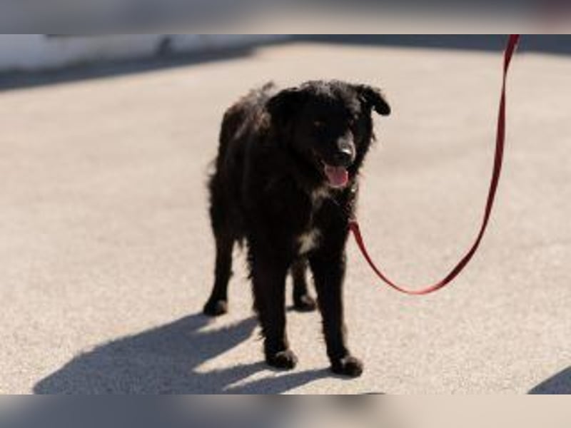 kroatischer Schäferhundmix Frieda