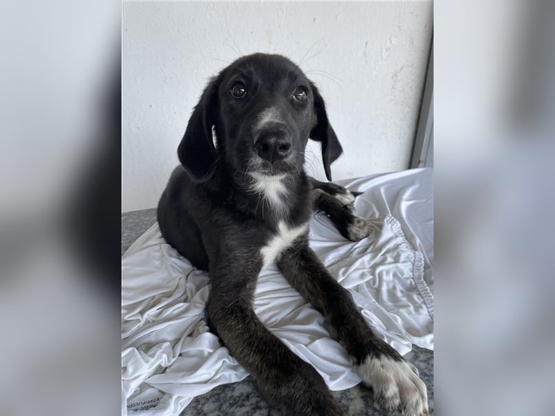 Freyja, geb. ca. 05/2023, lebt in GRIECHENLAND, auf einer privaten Pflegestelle