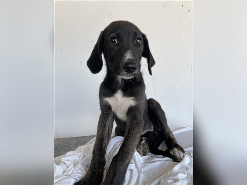 Freyja, geb. ca. 05/2023, lebt in GRIECHENLAND, auf einer privaten Pflegestelle