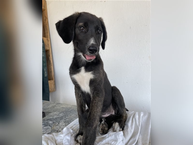 Freyja, geb. ca. 05/2023, lebt in GRIECHENLAND, auf einer privaten Pflegestelle