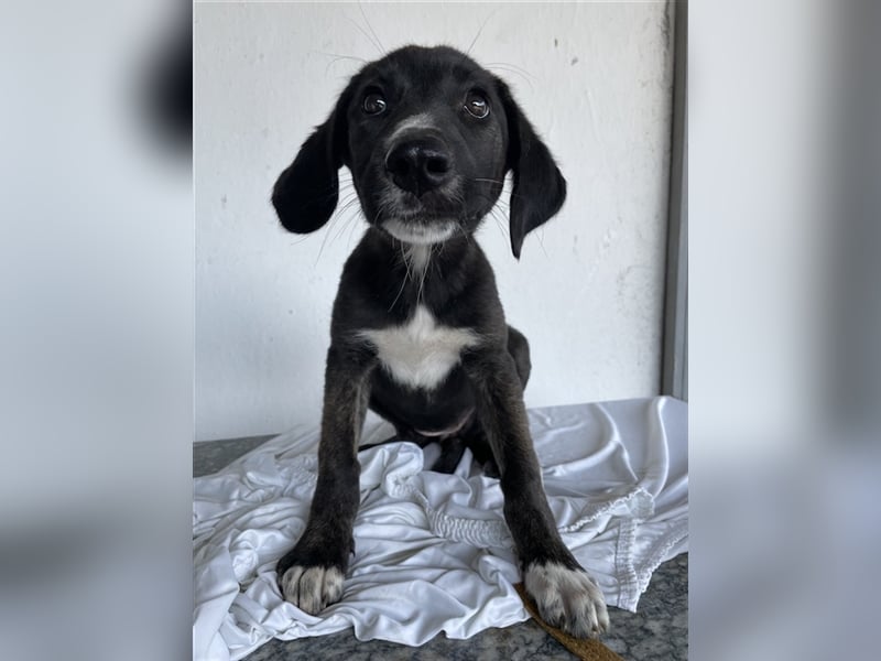 Freyja, geb. ca. 05/2023, lebt in GRIECHENLAND, auf einer privaten Pflegestelle