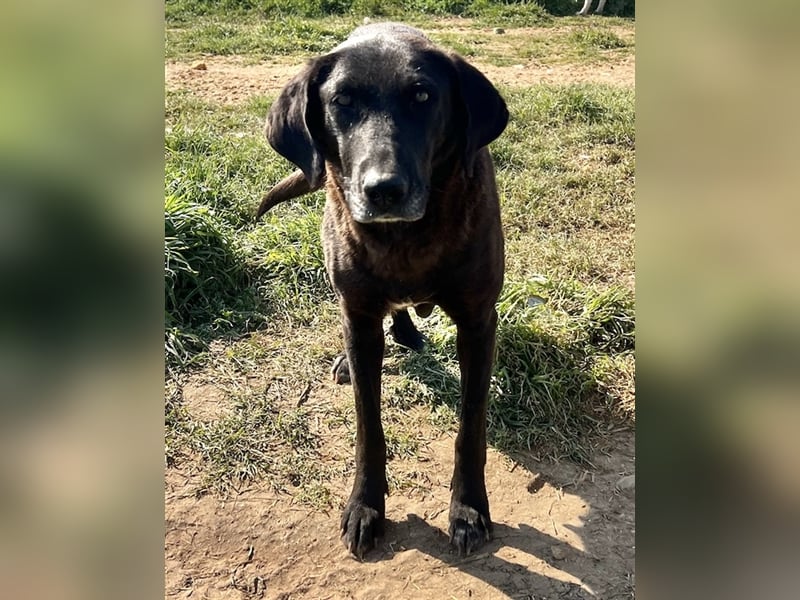 Kendall, geb. ca. 04/2020, lebt in GRIECHENLAND, auf einem Gelände, auf dem die Hunde notdürftig ver