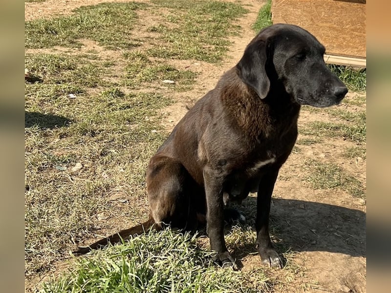 Kendall, geb. ca. 04/2020, lebt in GRIECHENLAND, auf einem Gelände, auf dem die Hunde notdürftig ver