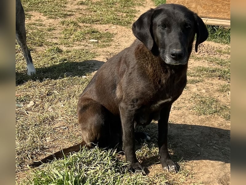 Kendall, geb. ca. 04/2020, lebt in GRIECHENLAND, auf einem Gelände, auf dem die Hunde notdürftig ver