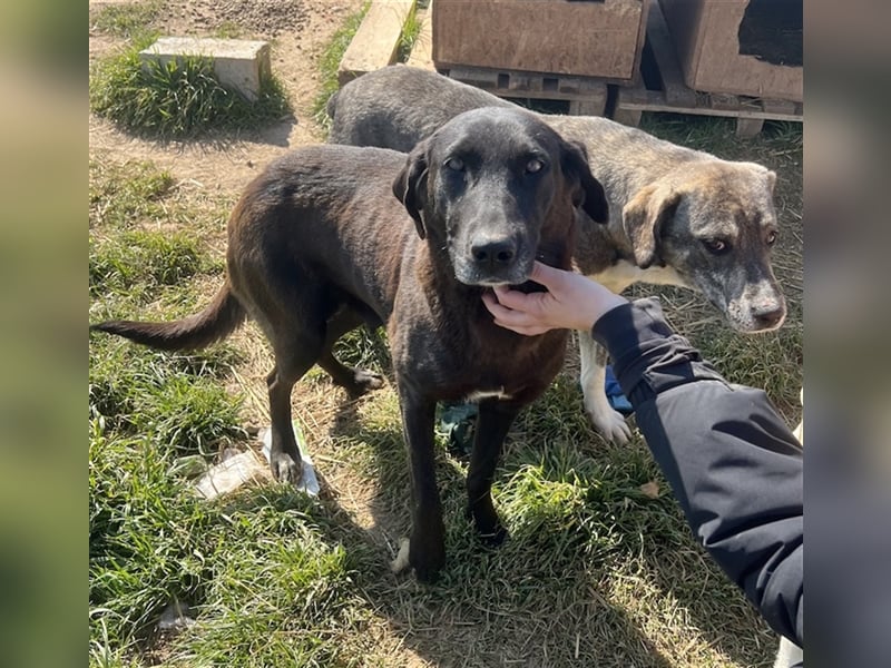 Kendall, geb. ca. 04/2020, lebt in GRIECHENLAND, auf einem Gelände, auf dem die Hunde notdürftig ver