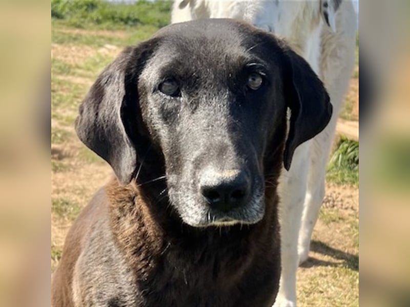 Kendall, geb. ca. 04/2020, lebt in GRIECHENLAND, auf einem Gelände, auf dem die Hunde notdürftig ver
