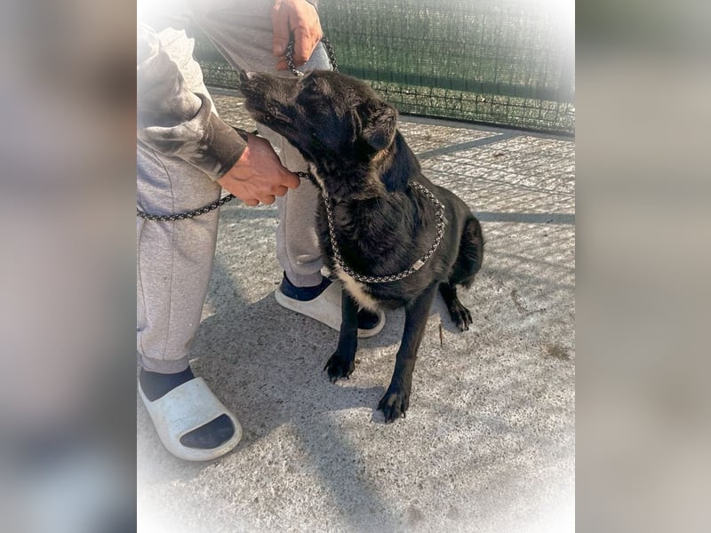 Schwarze Schönheit BELLA sucht ihre Menschen