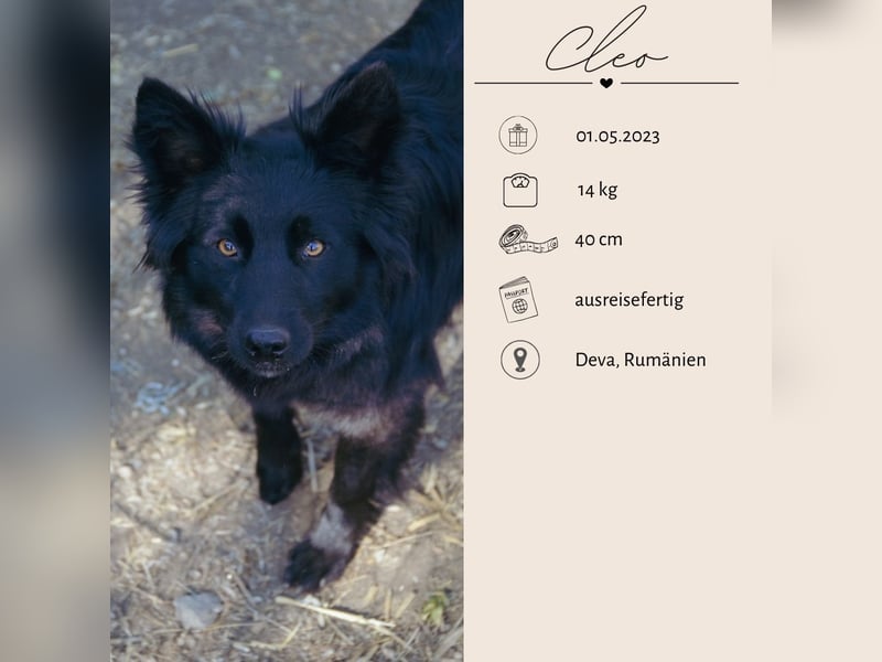 Sanfter Engel CLEO wartet auf Dich