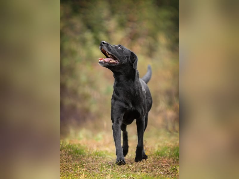 Labra sehnt sich nach menschlicher Zuneigung
