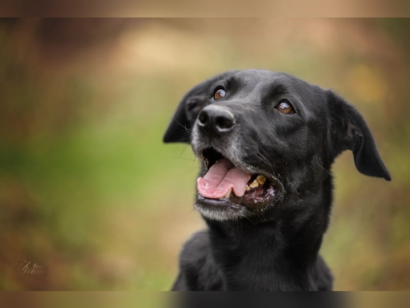 Labra sehnt sich nach menschlicher Zuneigung