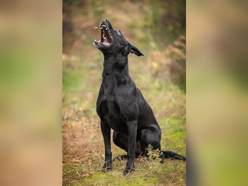 Labra sehnt sich nach menschlicher Zuneigung