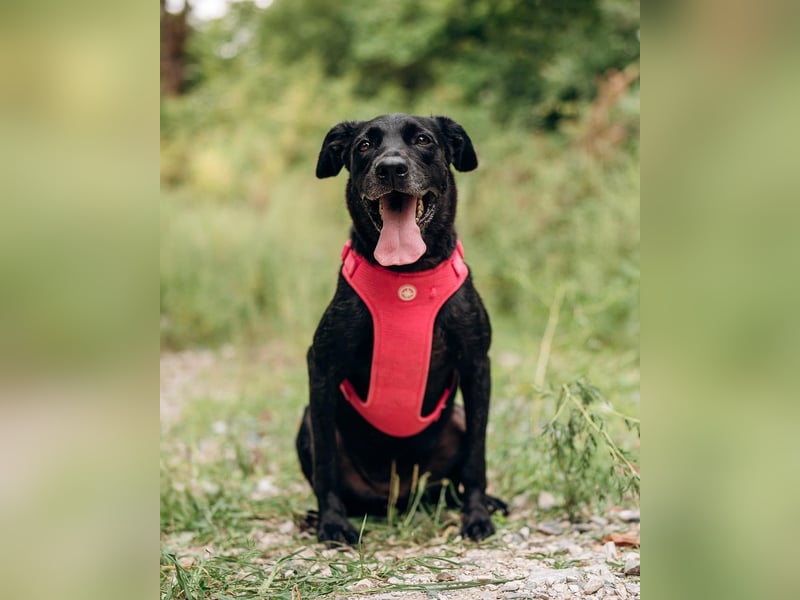 Labra sehnt sich nach menschlicher Zuneigung