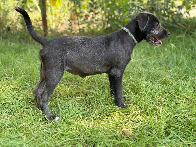 EISHA - kleines Hundekind sucht großes Glück